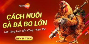 3 cach nuoi ga da bo lon gia tang luc tan cong than toc