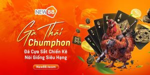 Gà Thái Chumphon đá cựa sắt